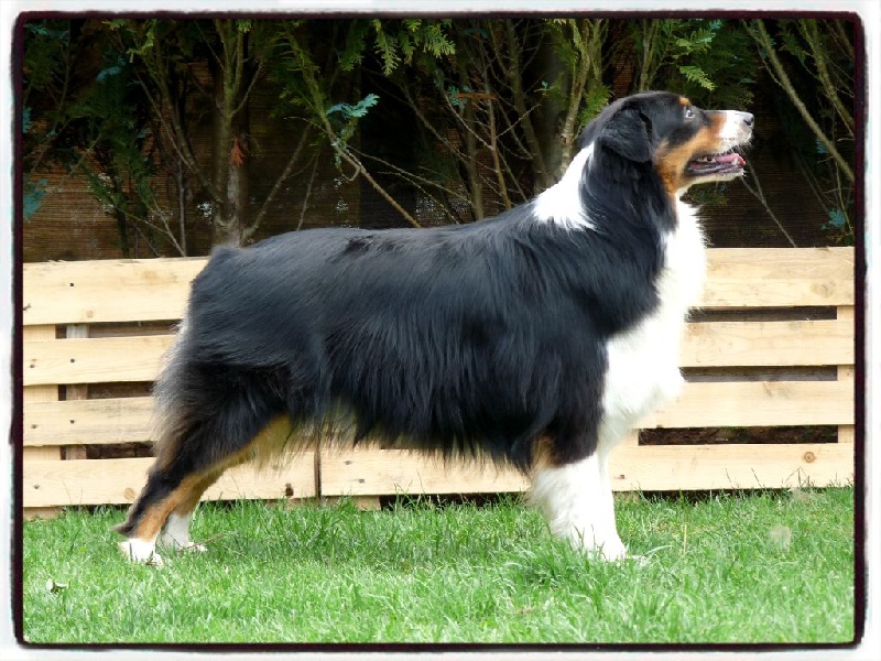 Golden lady des mazellieres