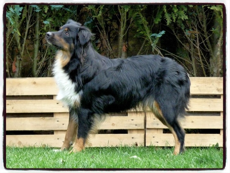 Hindy des mazellieres