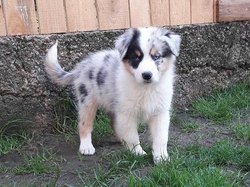 Ollie Des Perles De Magdalena