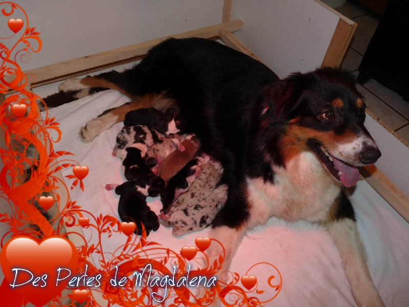Les bébés de Gooze et Golden Lady